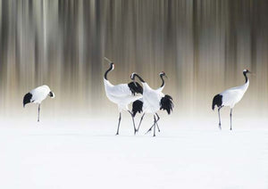 white cranes by 1x | Liquid Acrylic Art