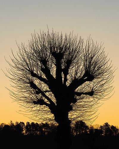 Back Lit Tree by Mikael Svensson | Liquid Acrylic Art